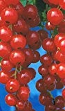 Rote Johannisbeere - Ribes rubrum - Rote Vierländer - milder Geschmack