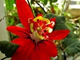 Rote Passionsblume (Passiflora coccinea) 5 Samen