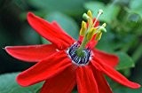 Rote Passionsblume - Passiflora manicata - 60-80cm 2 Ltr. Topf