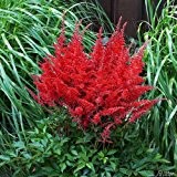 Rote Prachtspiere (Astilbe arendsii) - 1 Pflanze