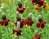 Rote Präriezapfenblume - Mexican Hat - Ratibida columnaris - Blume - 100 Samen