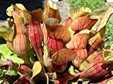 Rote Schlauchpflanze (Sarracenia purpurea) 10 frische Samen ***Direcktimport Kanada*** -Winterhart-