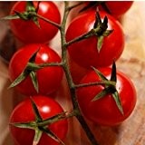 Rote, süße Cherry-Tomate - auch für den Kübel - Zuckertraube - 20 Samen