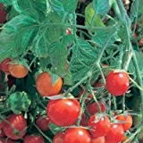 Rote Tomate - hervorragend für Topf und Kübel - Patio F Hybrid - 20 Samen