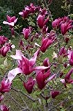 Rote Tulpen-Magnolie, Höhe: 140-150 cm, Magnolia Susan,
