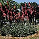 Rote Yucca Texas 5 Samen (Hesperaloe Parviflora)