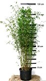 Roter-Bambus Fargesia jiuzhaigou winterhart und schnell-wachsend 100-125 cm hoch
