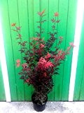 Roter Fächer-Ahorn, Höhe: 130-140 cm, rote Blätter, Acer "Sceeters Broom"