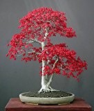 Roter Fächerahorn - Bonsai - Acer palmatum atropurpureum - 20 Samen