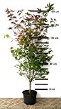 Roter japanischer Fächer-Ahorn - Acer palmatum Atropurpureum - 130/160 cm hoch - Veredelung - im Topf