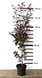 Roter japanischer Fächer-Ahorn - Acer palmatum Bloodgood - 120/150 cm hoch - Veredelung - im Topf