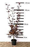 Roter japanischer Fächer-Ahorn - Acer palmatum Fireglow - 100/130 cm hoch - Veredelung