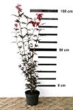 Roter japanischer Fächer-Ahorn - Acer palmatum Skeeter's Broom 80/100 cm hoch - Veredelung - im Topf