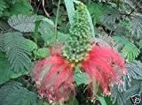Roter Puderquastenstrauch, Pinselblüte !! SEHR selten! exotische Pflanze Samen