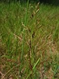 Rotes Straußgras-Agrostis Capillaris 5000 Samen