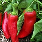 Rotes, süßes Paprika in Form eines Stierhorns - Corno di Toro rot - 20 Samen