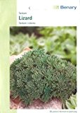 Rötliche Fetthenne, Lizard, Sedum rubens, ca. 60 Samen