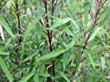 Rotstieliger Gartenbambus - Fargesia jiuzhaigou 1