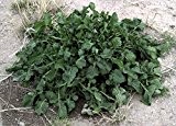 Rucola -Rauke- ca 2500 Samen -Lecker für Salat-