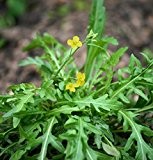 Rucola selvatica/Wilde Rauke (Diplotaxis tenuifolia)  500 Samen