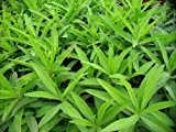 Russischer Estragon - Artemisia dracunculus - 250 Samen