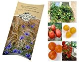 Saatgut Set: 'Balkon-Tomaten', 3 eher buschig wachsende Tomatensorten als Samen zur Anzucht für Balkon und Terrasse in schöner Geschenk-Verpackung