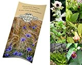 Saatgut Set: "Sagenumwobene Nachtschattengewächse", 5 magische Pflanzen als Samen in schöner Geschenkverpackung