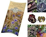 Saatgut Set: 'Violettes Gemüse', 7 besondere alte Gemüsesorten, die durch ihre lila-violette Farbe auffallen als Samen in schöner Geschenkverpackung