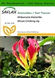 SAFLAX - Afrikanische Kletterlilie - 15 Samen - Mit Substrat - Gloriosa rothschildiana