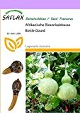 SAFLAX - Afrikanische Riesenkalebasse - 15 Samen - Lagenaria siceraria