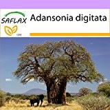 SAFLAX - Afrikanischer Affenbrotbaum - 6 Samen - Adansonia digitata