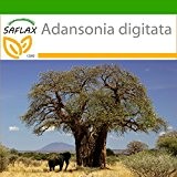 SAFLAX - Afrikanischer Affenbrotbaum - 6 Samen - Mit Substrat - Adansonia digitata