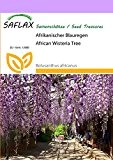 SAFLAX - Afrikanischer Blauregen - 10 Samen - Bolusanthus africanus