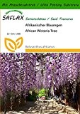 SAFLAX - Afrikanischer Blauregen - 10 Samen - Mit Substrat - Bolusanthus africanus