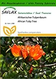 SAFLAX - Afrikanischer Tulpenbaum - 30 Samen - Mit Substrat - Spathodea campanulata