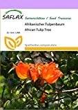 SAFLAX - Afrikanischer Tulpenbaum - 30 Samen - Spathodea campanulata