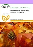 SAFLAX - Amerikanischer Amberbaum - 100 Samen - Liquidamber styraciflua
