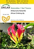 SAFLAX - Anzucht Set - Afrikanische Kletterlilie - 15 Samen - Gloriosa rothschildiana