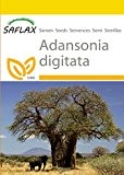 SAFLAX - Anzucht Set - Afrikanischer Affenbrotbaum - 6 Samen - Adansonia digitata