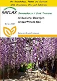 SAFLAX - Anzucht Set - Afrikanischer Blauregen - 10 Samen - Bolusanthus africanus