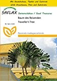 SAFLAX - Anzucht Set - Baum des Reisenden - 8 Samen - Ravenala madagascariensis
