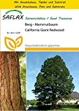 SAFLAX - Anzucht Set - Berg - Mammutbaum - 50 Samen - Sequoiadendron gigantea