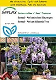 SAFLAX - Anzucht Set - Bonsai - Afrikanischer Blauregen - 15 Samen - Bolusanthus speciosus