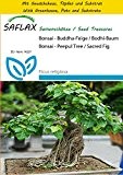 SAFLAX - Anzucht Set - Bonsai - Buddha-Feige / Bodhi-Baum - 100 Samen - Ficus religiosa