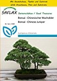 SAFLAX - Anzucht Set - Bonsai - Chinesischer Wacholder - 30 Samen - Juniperus chinensis