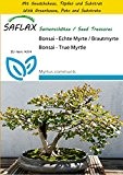 SAFLAX - Anzucht Set - Bonsai - Echte Myrte / Brautmyrte - 30 Samen - Myrtus communis
