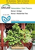 SAFLAX - Anzucht Set - Bonsai - Ginkgo - 4 Samen - Ginkgo biloba