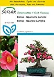 SAFLAX - Anzucht Set - Bonsai - Japanische Camelie - 4 Samen - Camelia japonica