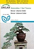 SAFLAX - Anzucht Set - Bonsai - Libanon Zeder - 20 Samen - Cedrus libani