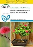 SAFLAX - Anzucht Set - Bonsai - Puderquastenstrauch - 10 Samen - Calliandra haematocephala